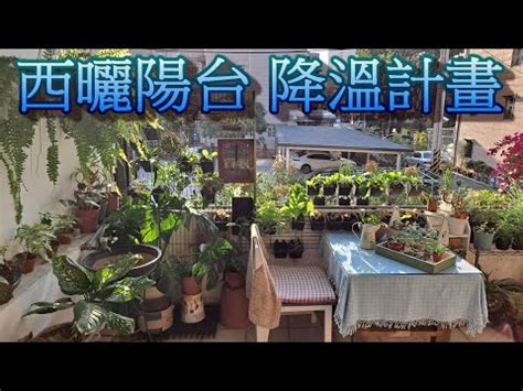 西曬陽台樹木|西曬陽台大型植物：7種適合種植的品種推薦 